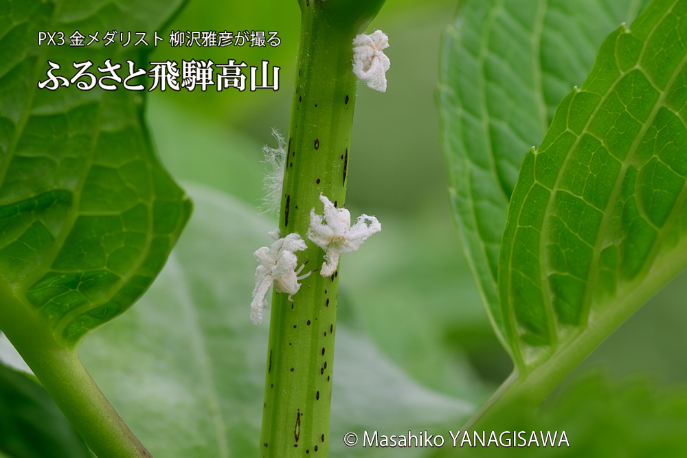 飛騨高山に棲むアオバハゴロモの幼虫の写真です。