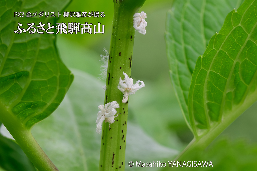 飛騨高山に棲むアオバハゴロモの幼虫の写真です。