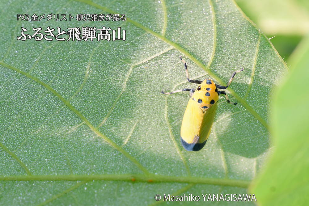 飛騨高山に棲むツマグロオオヨコバイの写真です。