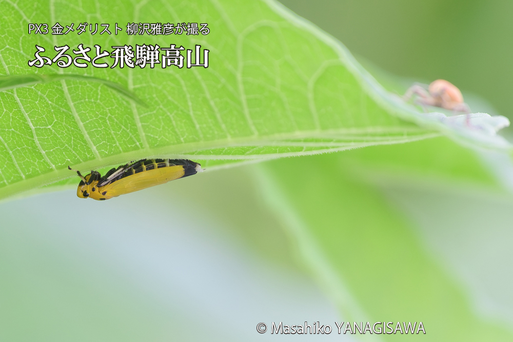 飛騨高山に棲むツマグロオオヨコバイの写真です。