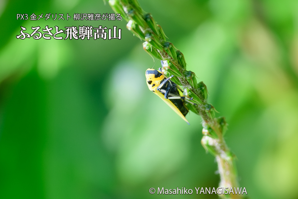 飛騨高山に棲むツマグロオオヨコバイの写真です。