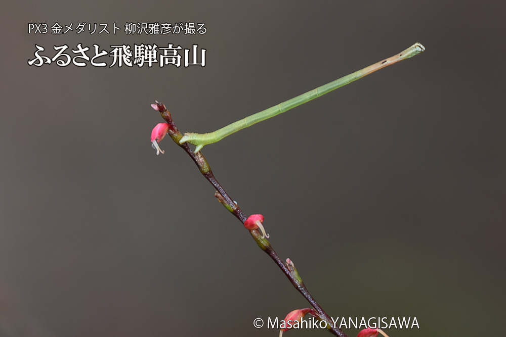 飛騨高山に棲むシャクトリムシの写真です。