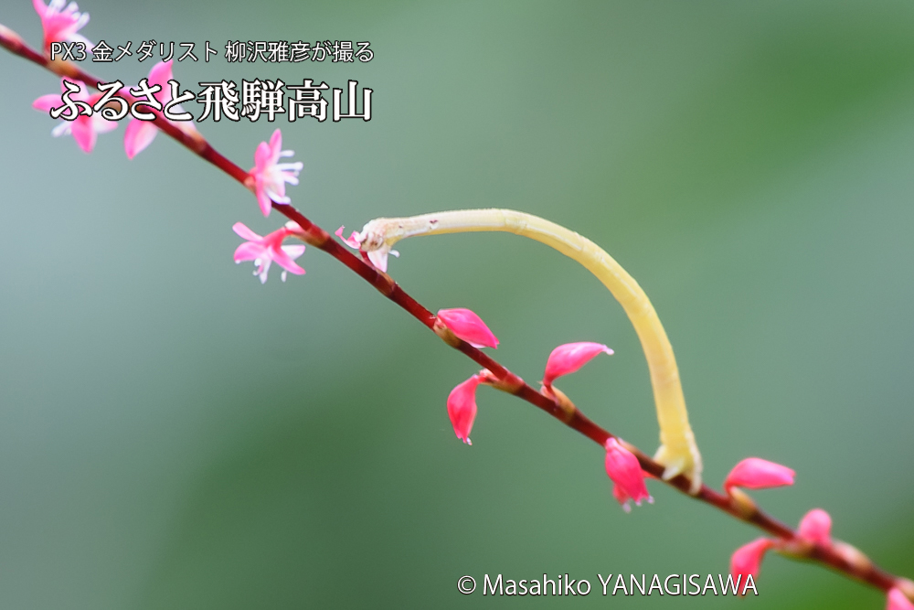 飛騨高山に棲むシャクトリムシの写真です。