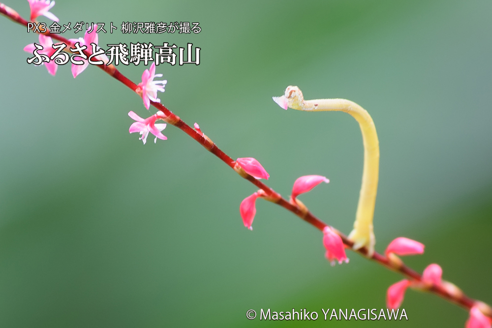 飛騨高山に棲むシャクトリムシの写真です。