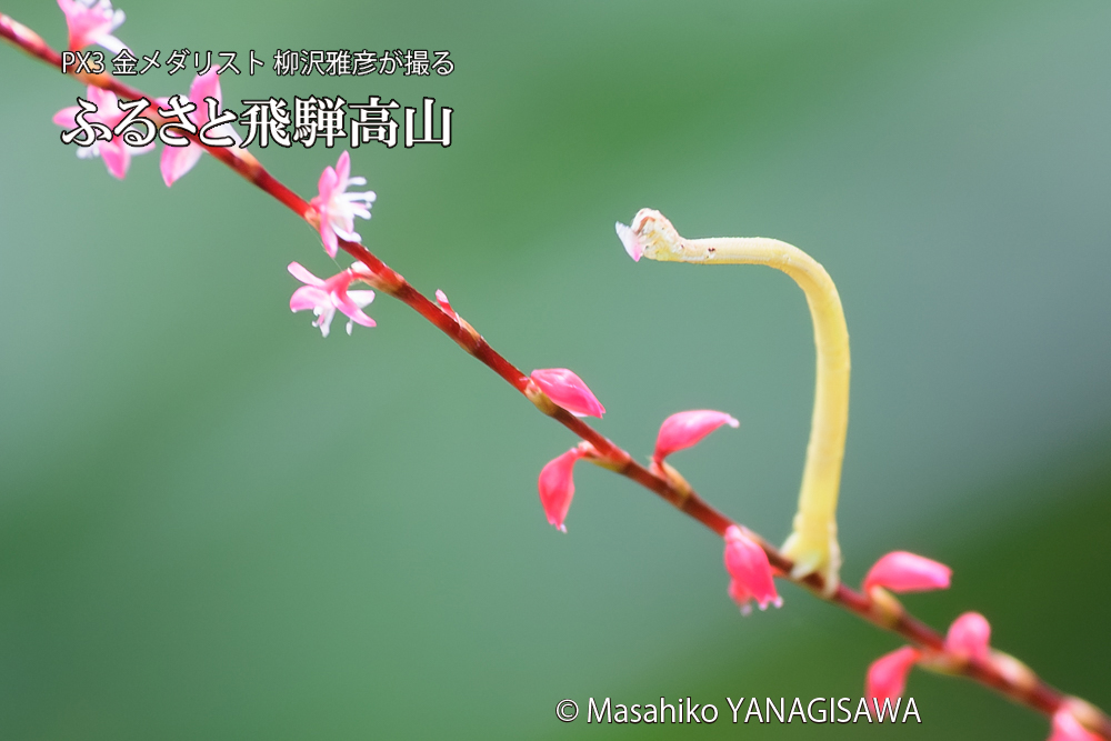 飛騨高山に棲むシャクトリムシの写真です。