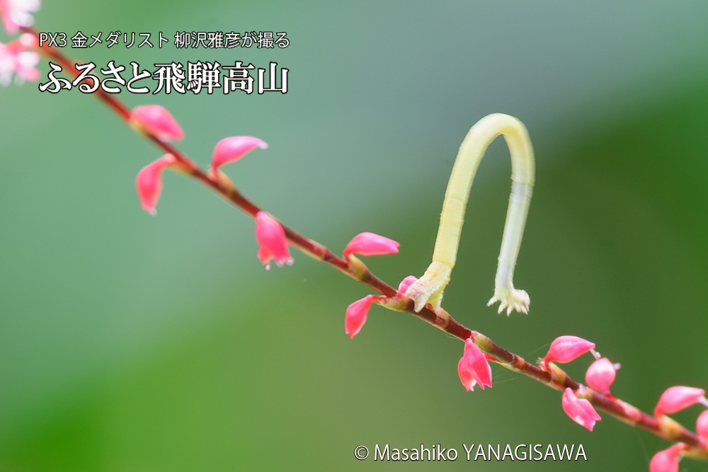 飛騨高山に棲むシャクトリムシの写真です。