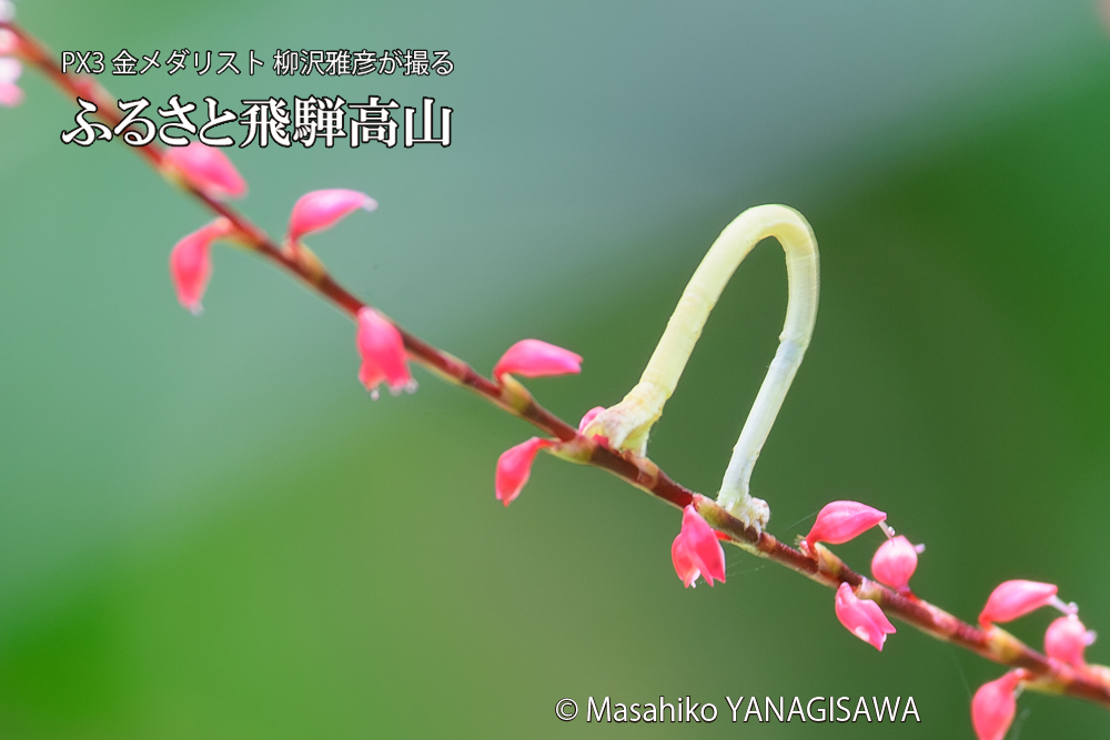 飛騨高山に棲むシャクトリムシの写真です。