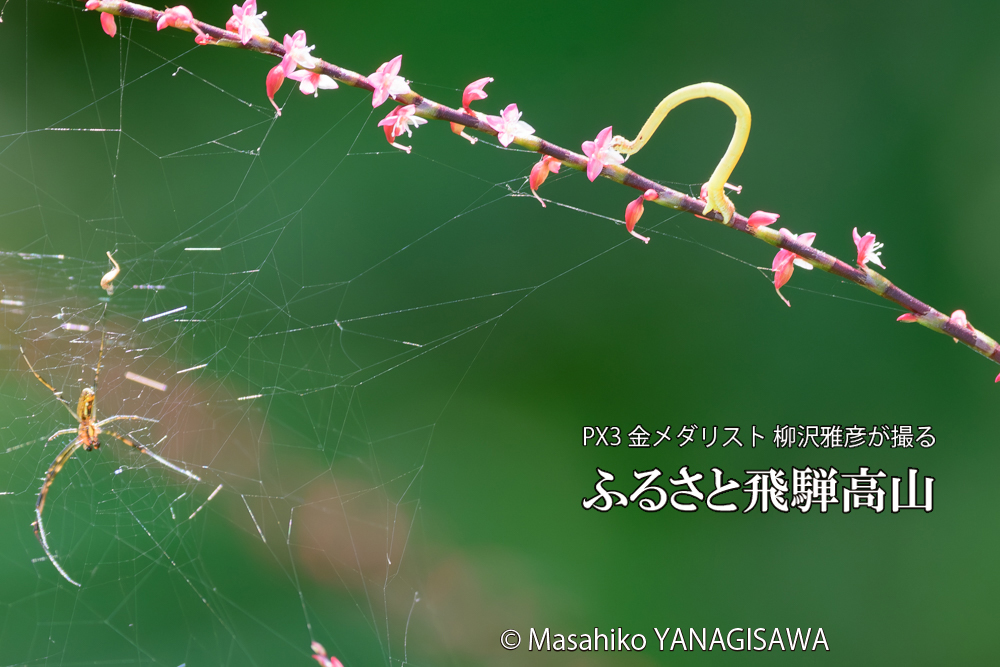 飛騨高山に棲むシャクトリムシの写真です。