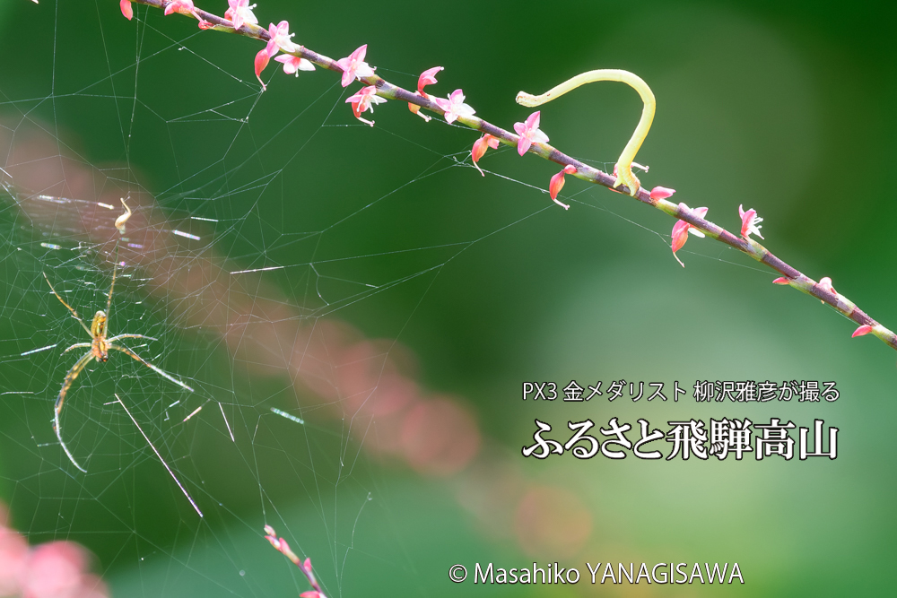 飛騨高山に棲むシャクトリムシの写真です。