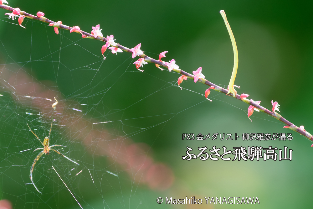 飛騨高山に棲むシャクトリムシの写真です。