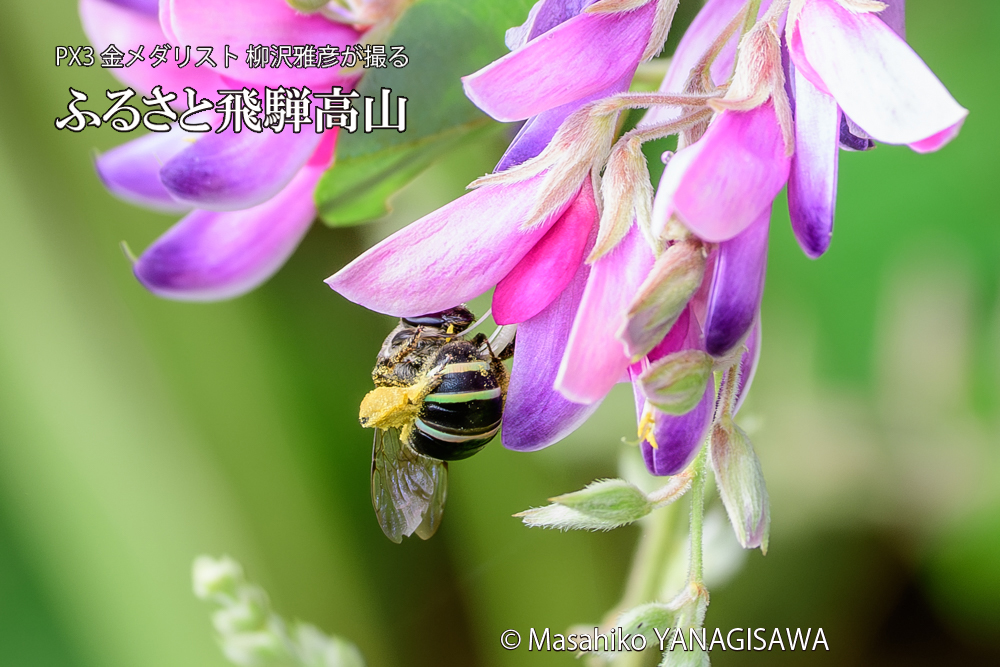 飛騨高山に棲むバラハキリバチの写真です。