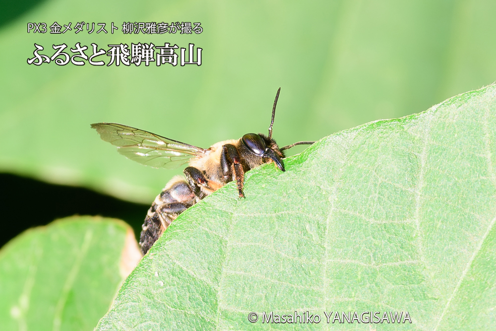 飛騨高山に棲むバラハキリバチの写真です。
