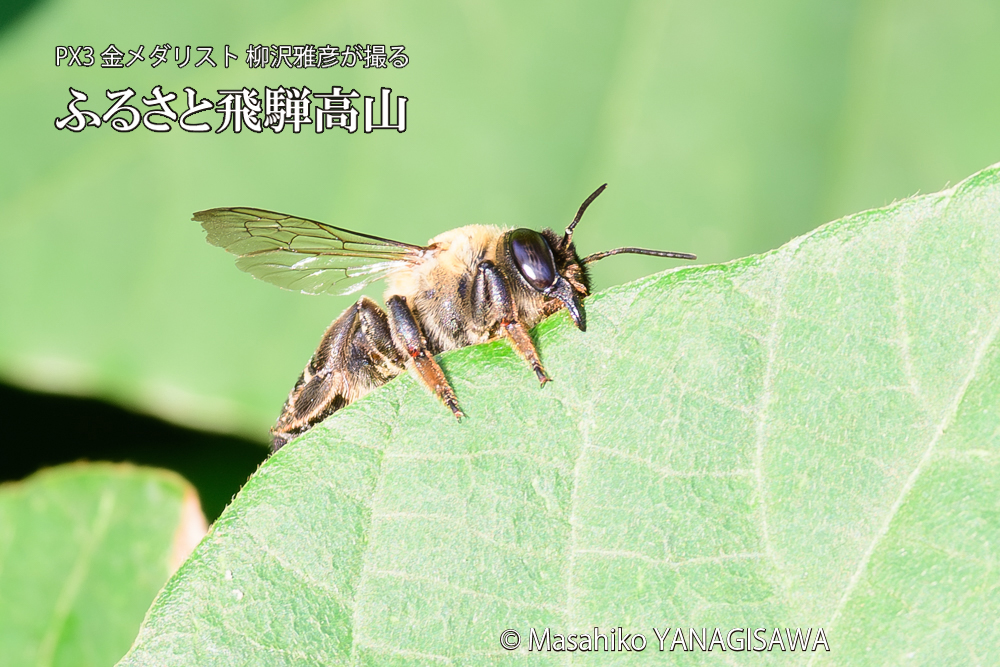 飛騨高山に棲むバラハキリバチの写真です。