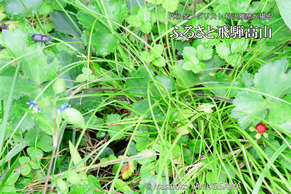 飛騨高山に棲むコクワガタとシロヘリナガカメムシの写真です。