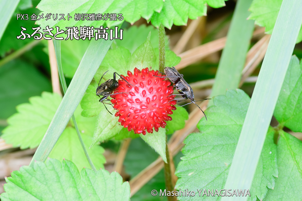 飛騨高山に棲むシロヘリナガカメムシの写真です。