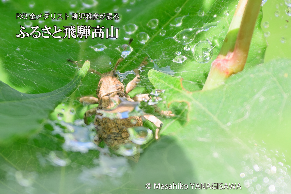 飛騨高山に棲むシロコブゾウムシとカツオゾウムシが、クモの巣に乱入している様子の写真です。