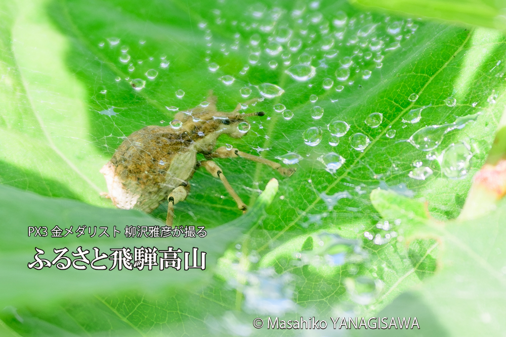 飛騨高山に棲むシロコブゾウムシとカツオゾウムシが、クモの巣に乱入している様子の写真です。