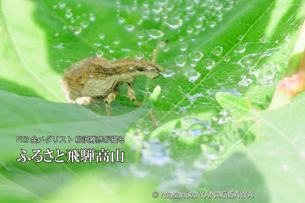 飛騨高山に棲むシロコブゾウムシとカツオゾウムシが、クモの巣に乱入している様子の写真です。