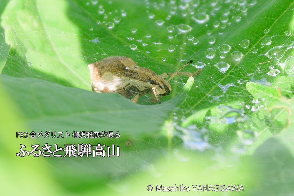 飛騨高山に棲むシロコブゾウムシとカツオゾウムシが、クモの巣に乱入している様子の写真です。