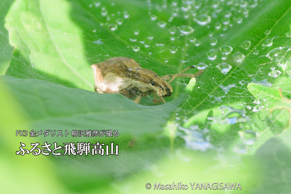 飛騨高山に棲むシロコブゾウムシとカツオゾウムシが、クモの巣に乱入している様子の写真です。