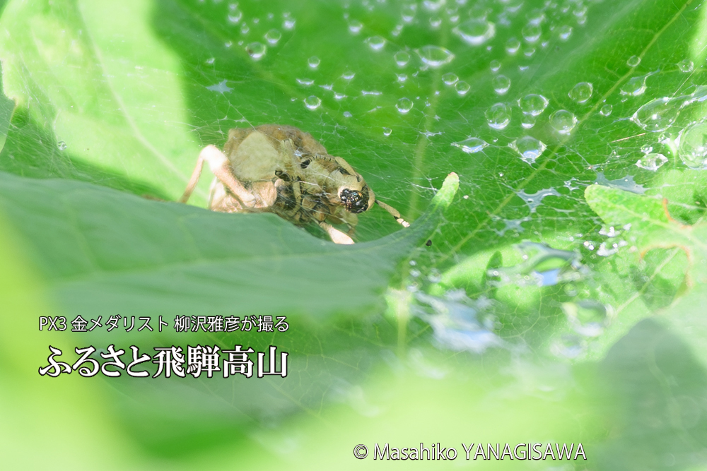 飛騨高山に棲むシロコブゾウムシとカツオゾウムシが、クモの巣に乱入している様子の写真です。