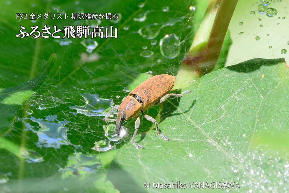 飛騨高山に棲むシロコブゾウムシとカツオゾウムシが、クモの巣に乱入している様子の写真です。