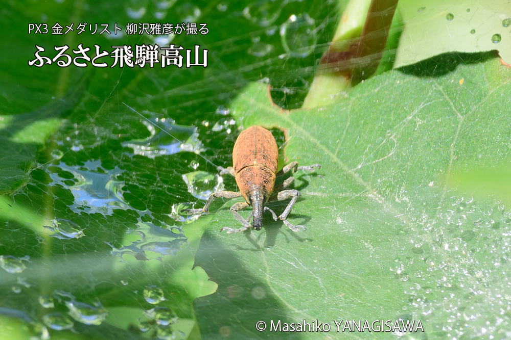 飛騨高山に棲むシロコブゾウムシとカツオゾウムシが、クモの巣に乱入している様子の写真です。