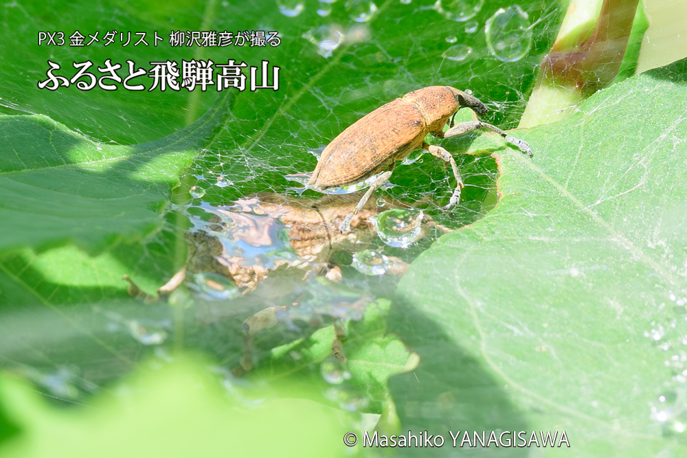 飛騨高山に棲むシロコブゾウムシとカツオゾウムシが、クモの巣に乱入している様子の写真です。