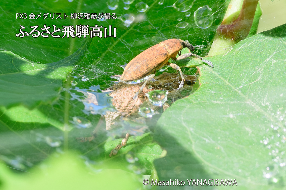 飛騨高山に棲むシロコブゾウムシとカツオゾウムシが、クモの巣に乱入している様子の写真です。