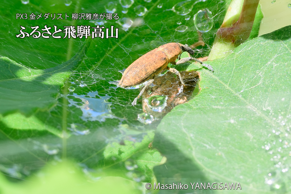 飛騨高山に棲むシロコブゾウムシとカツオゾウムシが、クモの巣に乱入している様子の写真です。