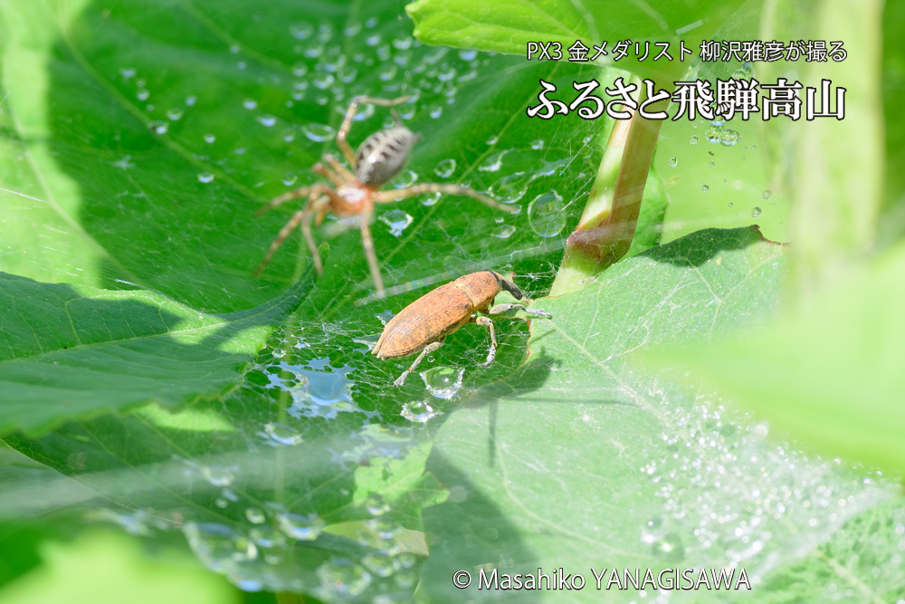飛騨高山に棲むシロコブゾウムシとカツオゾウムシが、クモの巣に乱入している様子の写真です。