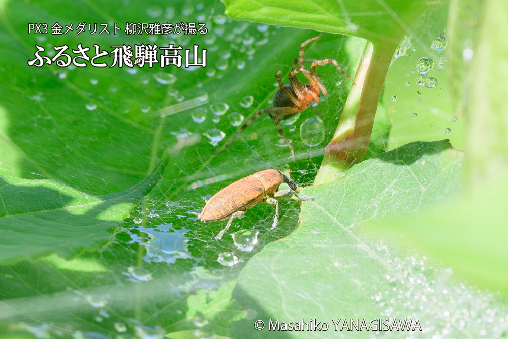 飛騨高山に棲むシロコブゾウムシとカツオゾウムシが、クモの巣に乱入している様子の写真です。