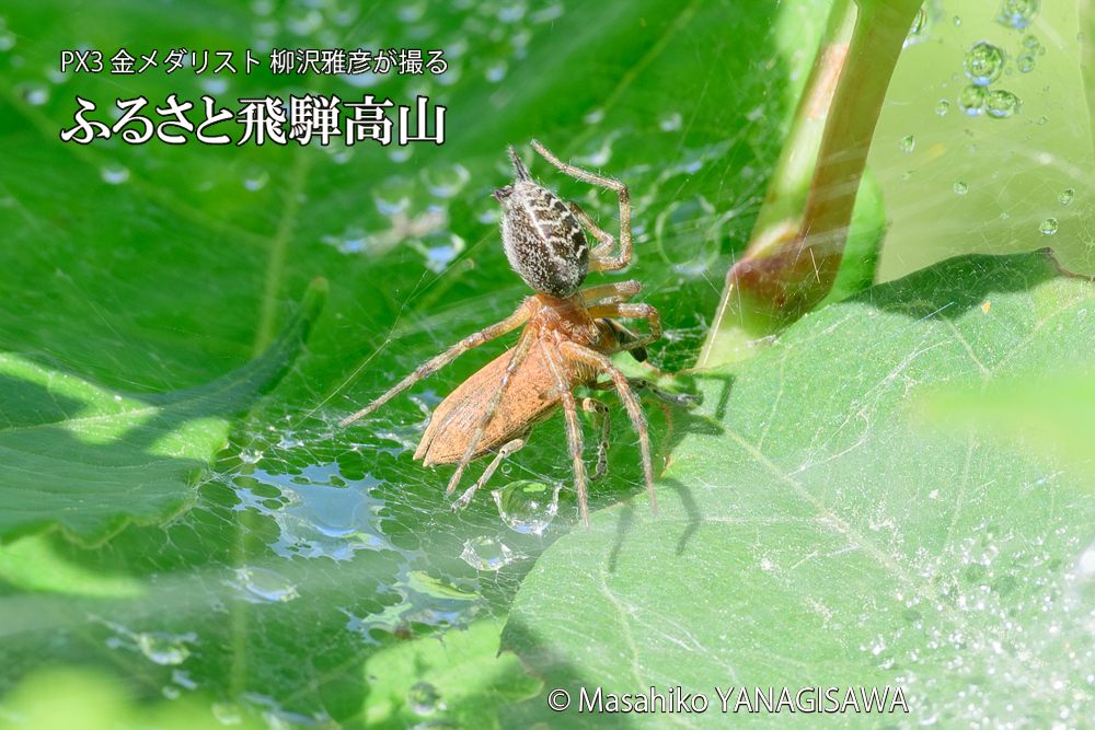 飛騨高山に棲むシロコブゾウムシとカツオゾウムシが、クモの巣に乱入している様子の写真です。