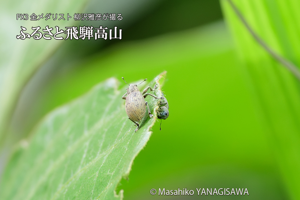 飛騨高山に棲むコフキゾウムシの写真です。