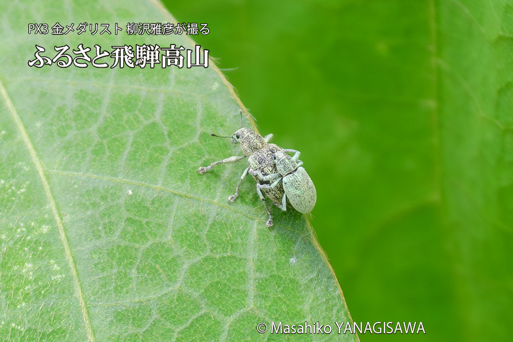 飛騨高山に棲むコフキゾウムシの写真です。
