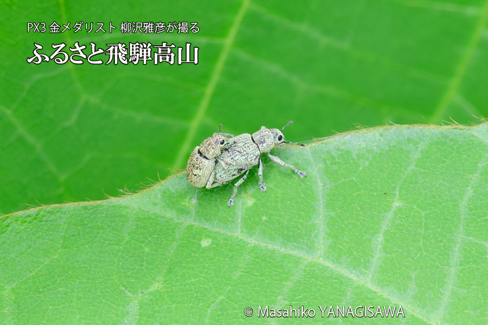 飛騨高山に棲むコフキゾウムシの写真です。