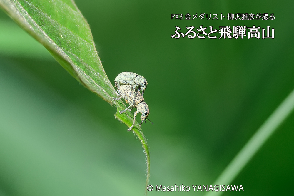 飛騨高山に棲むコフキゾウムシの写真です。