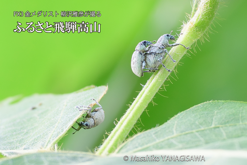 飛騨高山に棲むコフキゾウムシの写真です。