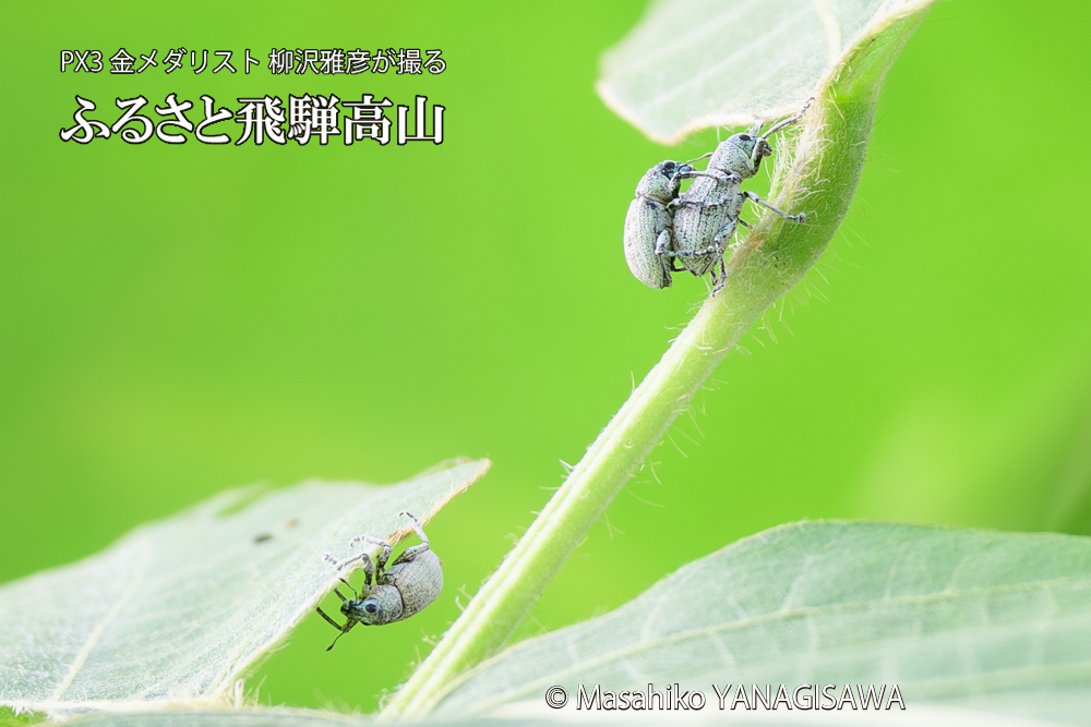 飛騨高山に棲むコフキゾウムシの写真です。