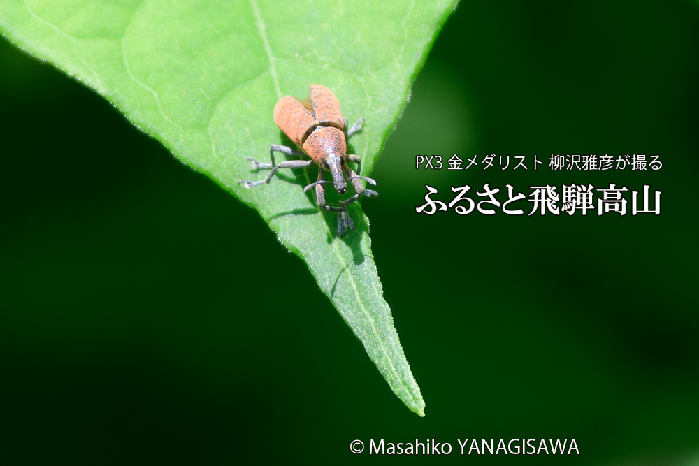 飛騨高山に棲むカツオゾウムシの写真です。