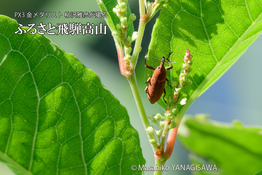 飛騨高山に棲むカツオゾウムシの写真です。