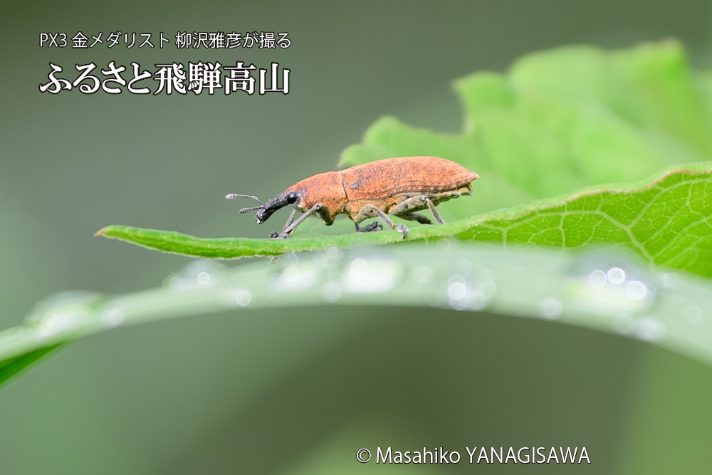 飛騨高山に棲むカツオゾウムシの写真です。