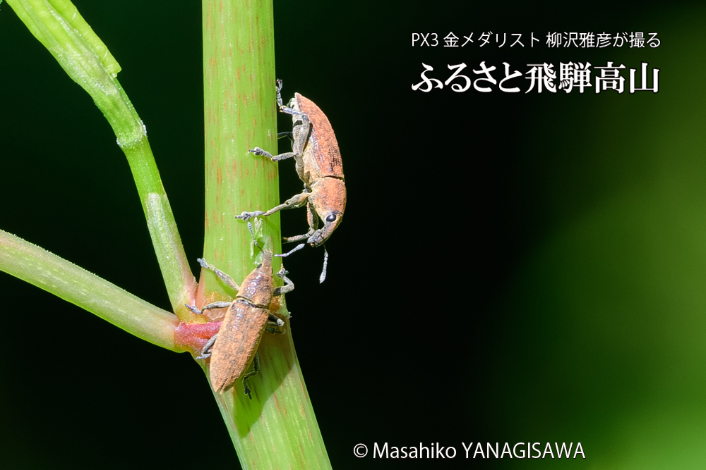 飛騨高山に棲むカツオゾウムシの写真です。