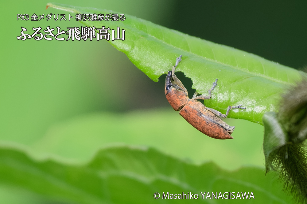 飛騨高山に棲むカツオゾウムシの写真です。