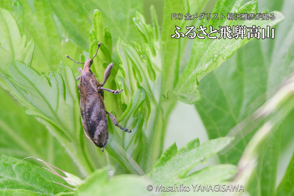 飛騨高山に棲むハスジカツオゾウムシの写真です。