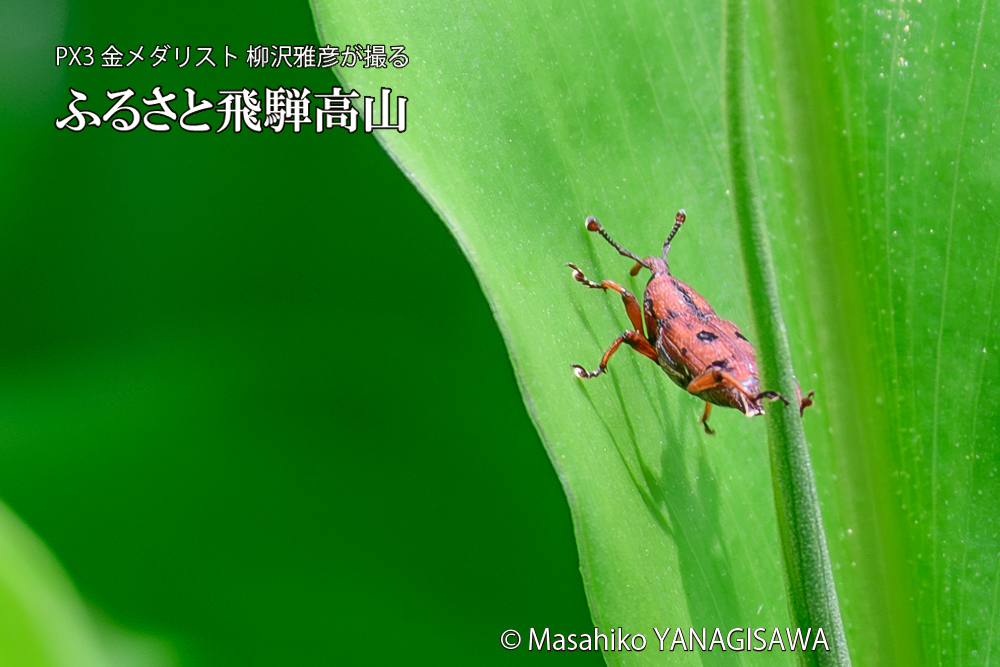 飛騨高山に棲むトオシオサゾウムシの写真です。