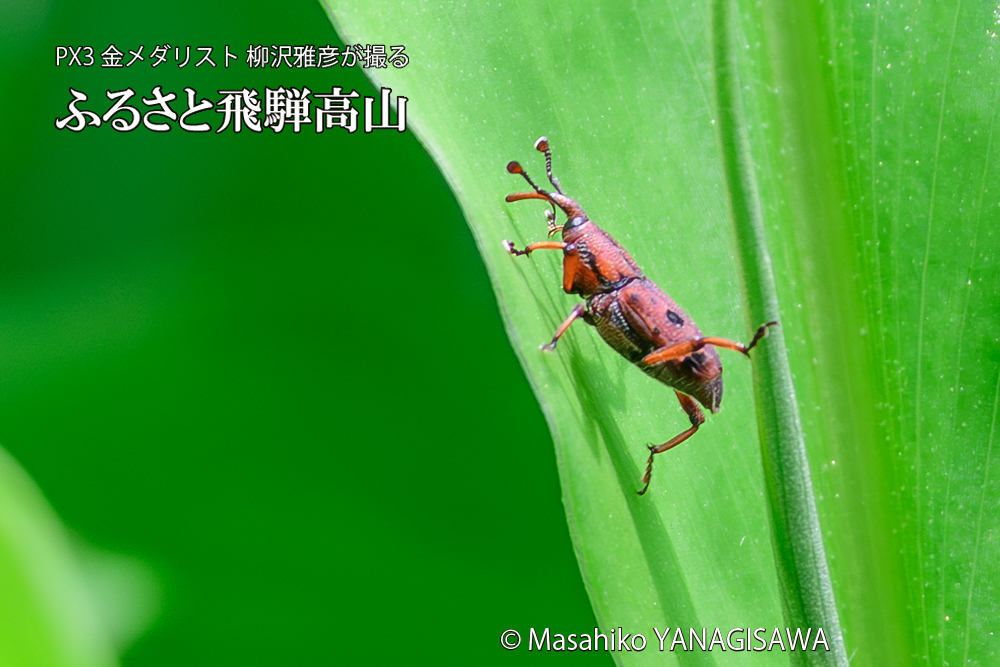 飛騨高山に棲むトオシオサゾウムシの写真です。