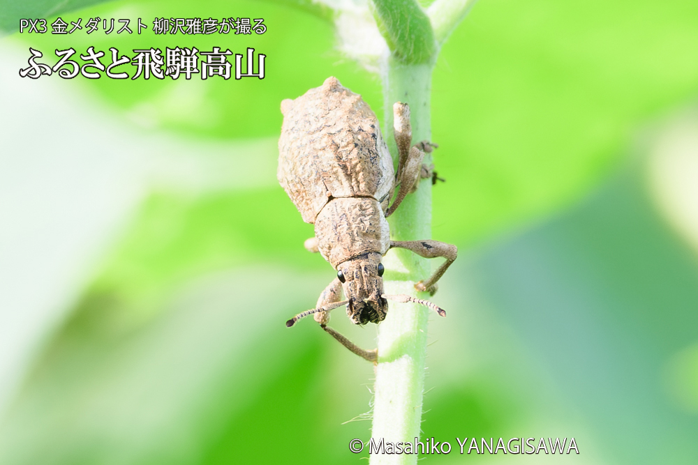 飛騨高山に棲むシロコブゾウムシの写真です。