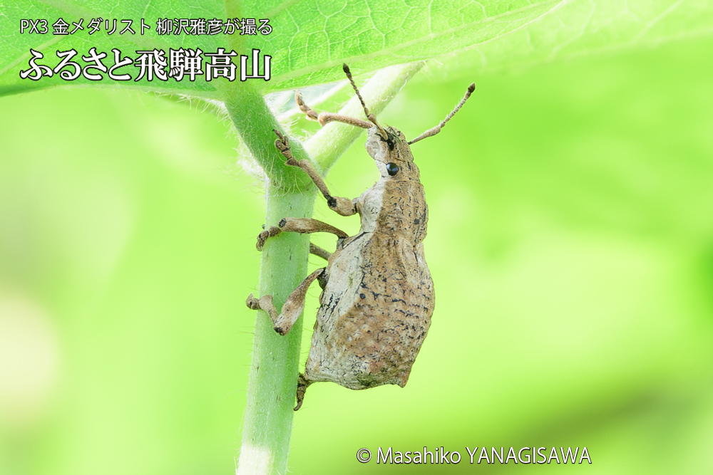飛騨高山に棲むシロコブゾウムシの写真です。