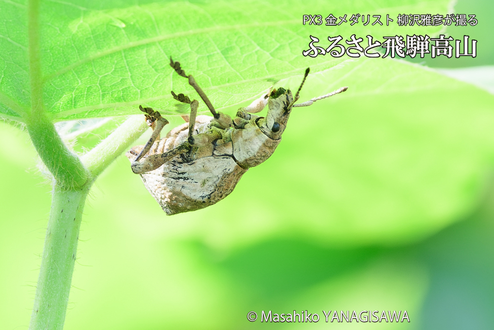飛騨高山に棲むシロコブゾウムシの写真です。